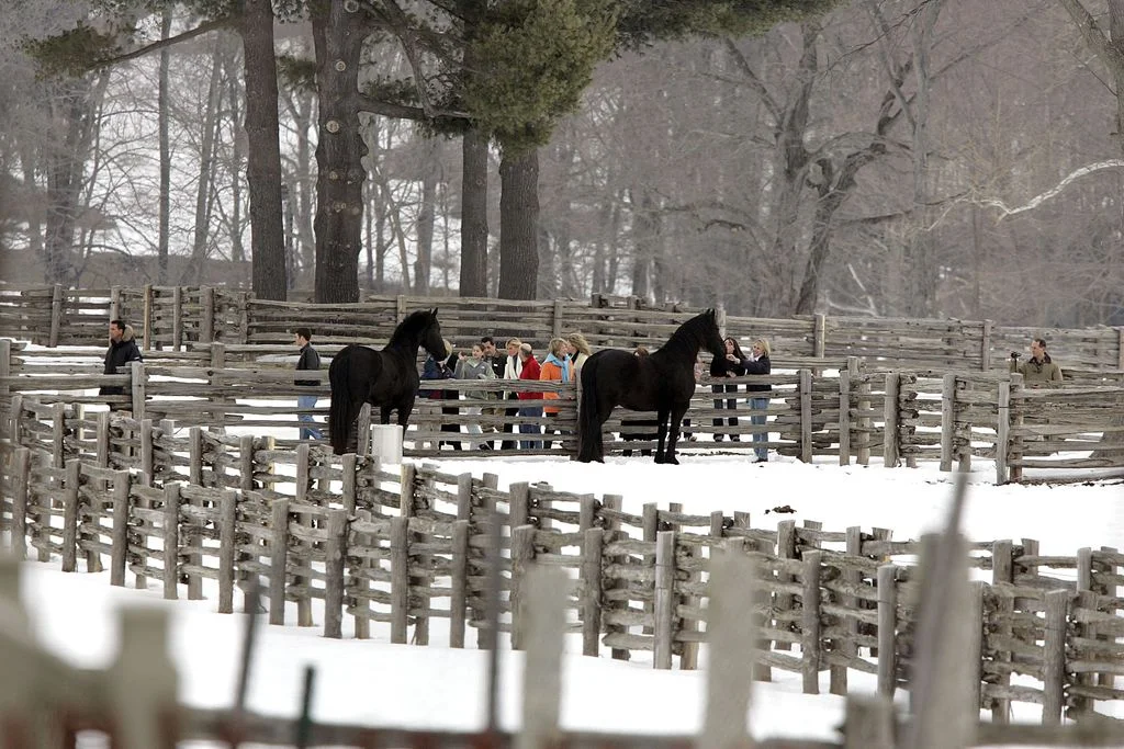 Martha Stewart in orange among group of people standing outside fencedin pasture where black horses stand