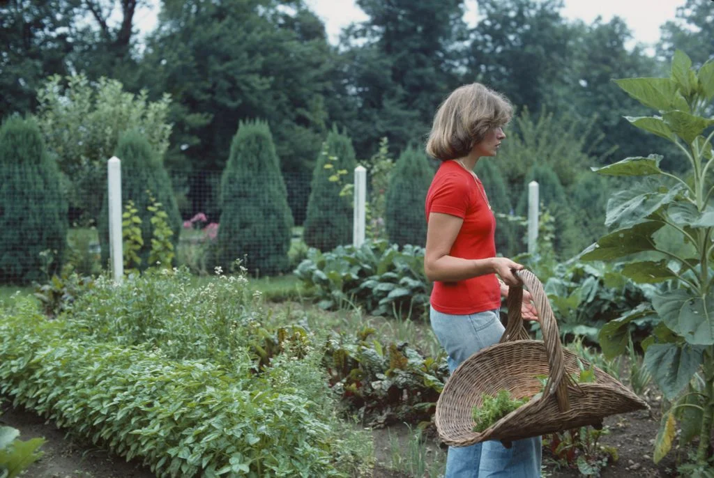 Martha Stewart wearing red Tshirt and jeans facing right in profile holding large wicker basket filled with greenery...