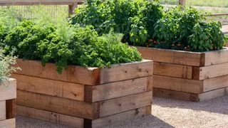 Image may contain Jar Plant Planter Potted Plant Pottery Vase and Herbs