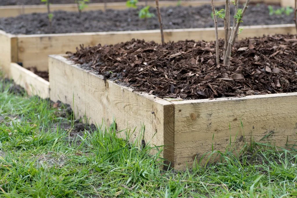 Image may contain Jar Plant Planter Potted Plant Pottery Soil Vase Backyard Nature Outdoors Yard and Grass