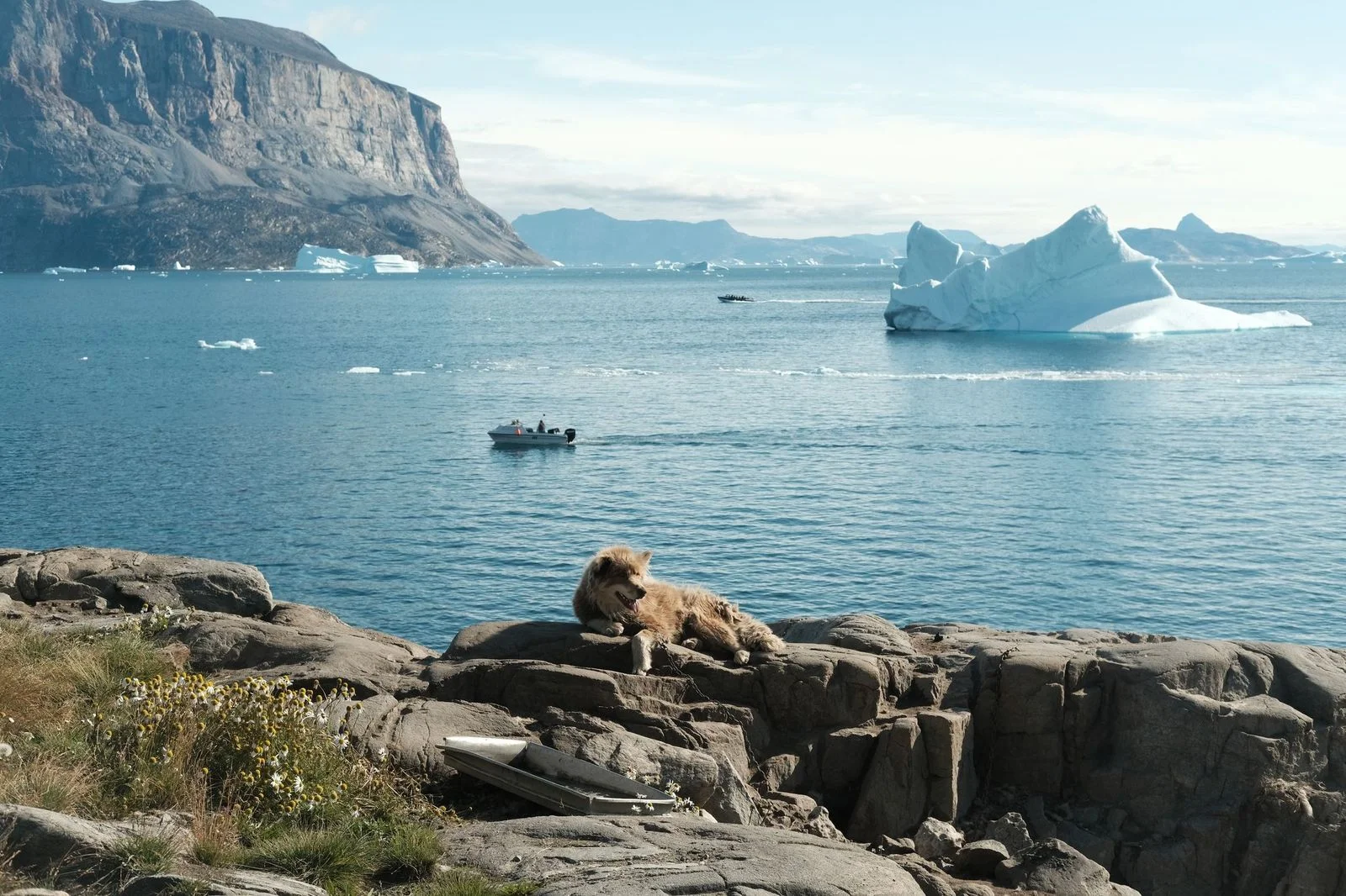 Image may contain Ice Rock Animal Lion Mammal Wildlife Nature Outdoors Scenery Mountain Landscape and Boat