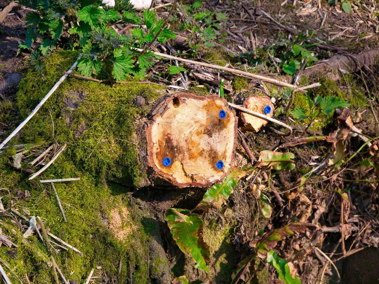tree stump with four plugged holes of herbicide