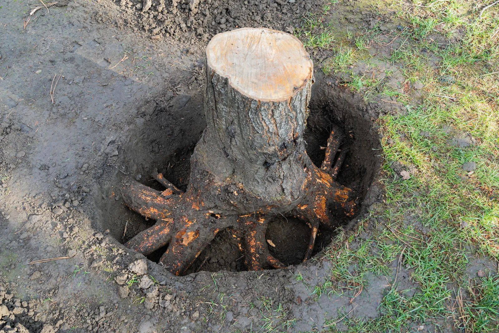 tree stump with exposed roots dug up