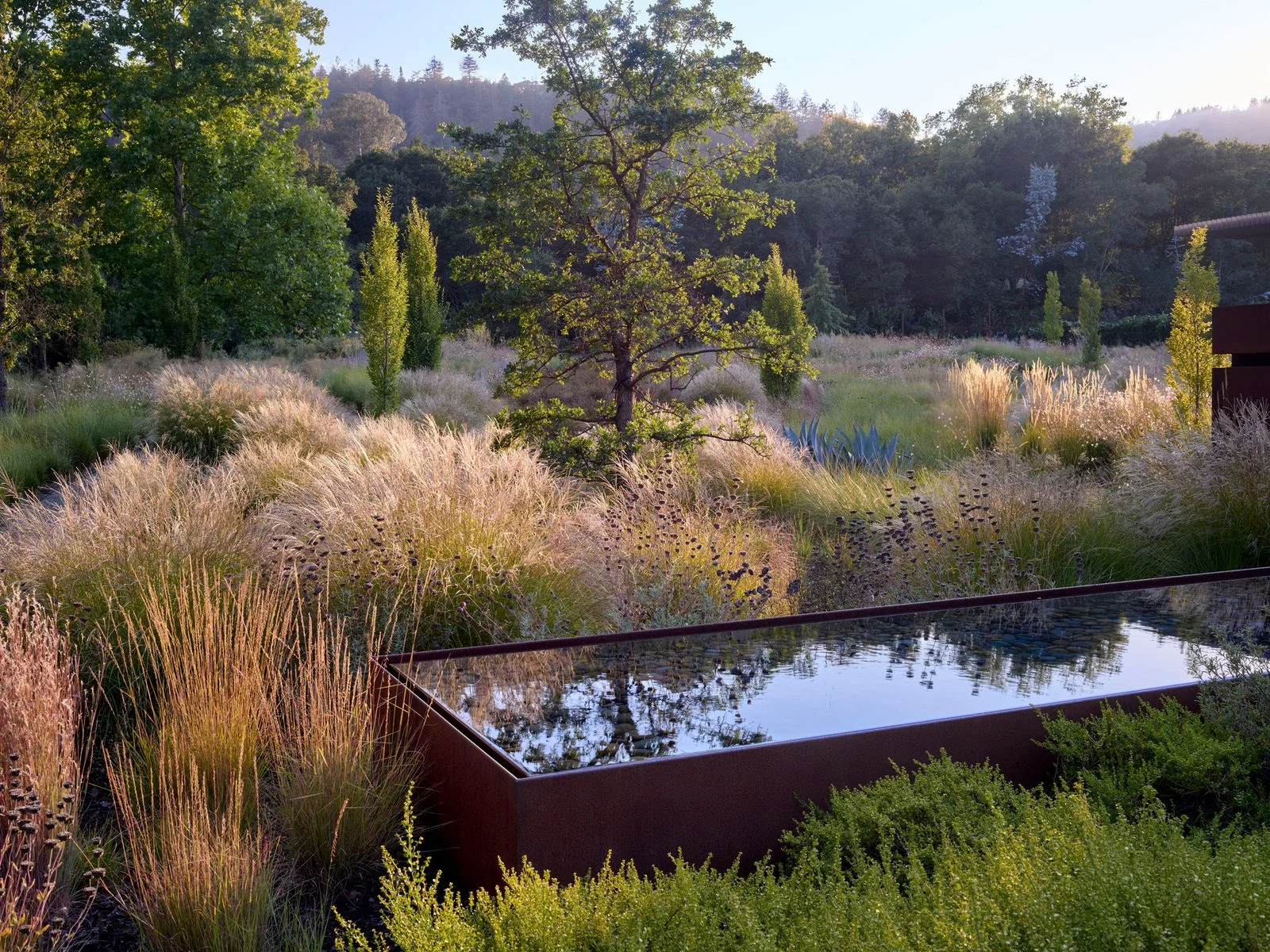 Image may contain Nature Outdoors Pond Water Plant Vegetation Grass Land Tree Scenery Woodland and Landscape