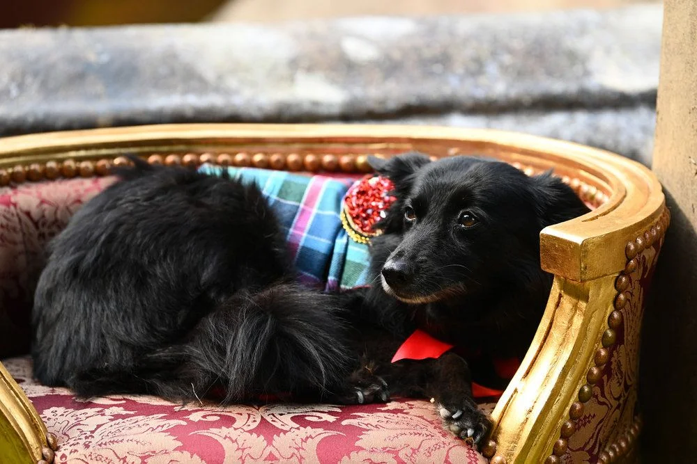 Image may contain Couch Furniture Cushion Home Decor Animal Canine Dog Mammal Pet Puppy and Accessories